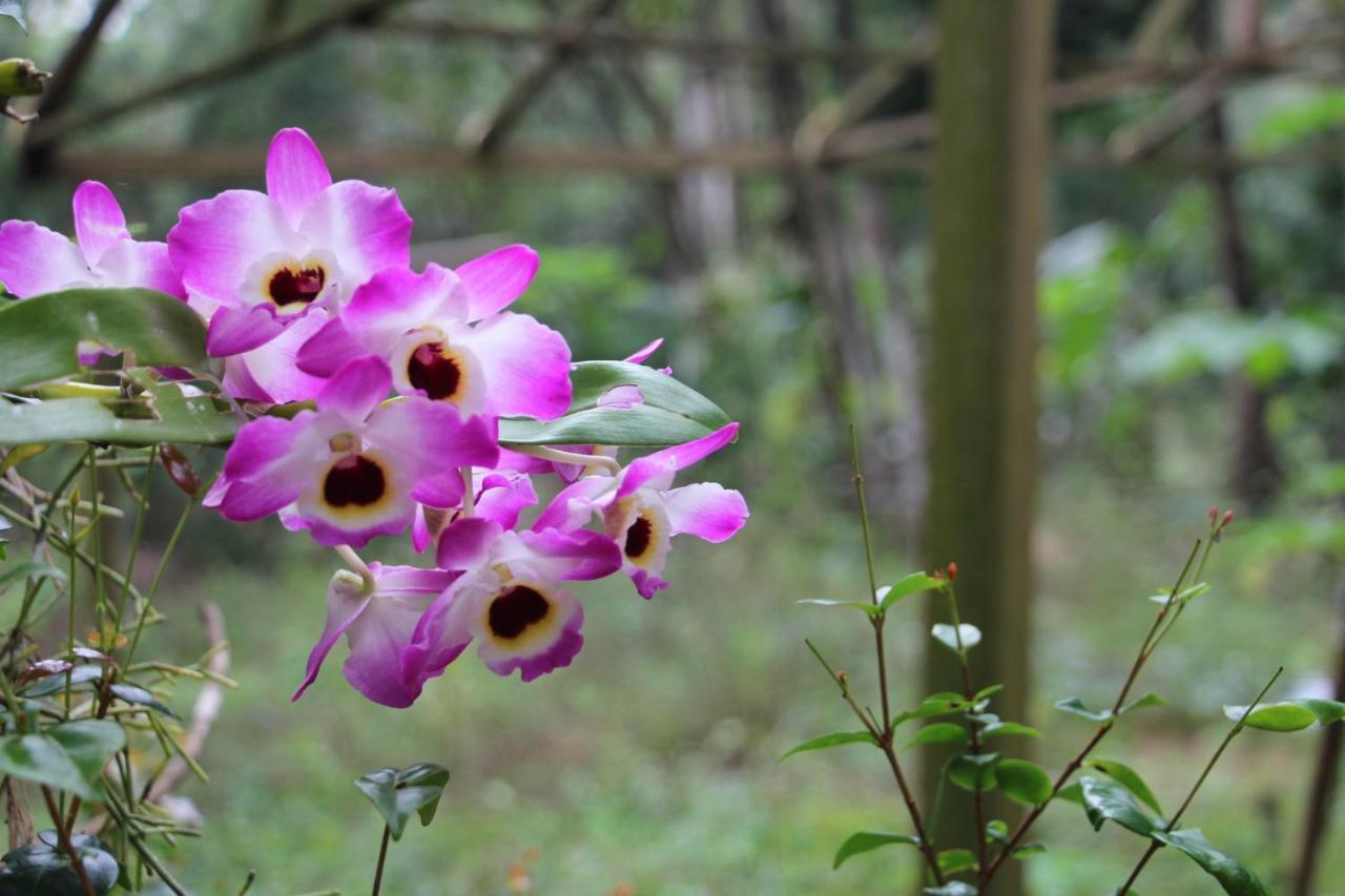 Sitio Das Bromelias Cachoeira Do Tombador 우바투바 외부 사진
