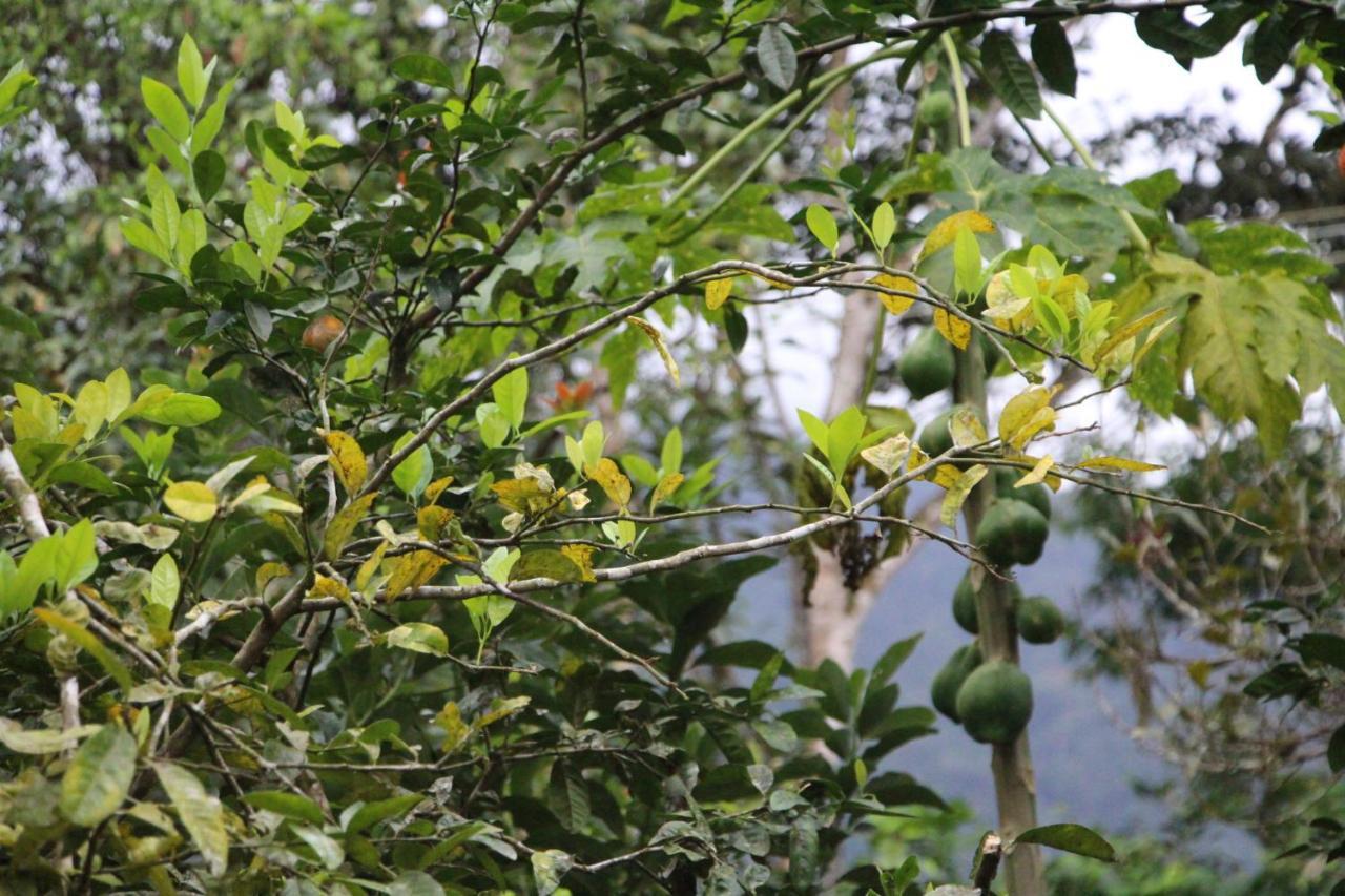 Sitio Das Bromelias Cachoeira Do Tombador 우바투바 외부 사진